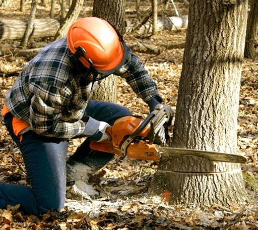Tree Removal in Homer, LA